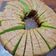 Cooksnap dari Cok Laksmi untuk resep CAKE PANDAN