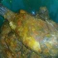 Cooksnap dari Dian syah putry untuk resep Gulai Ikan Mujair Pedas