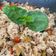 Kata Cooksnap-ja, amikor elkészítette a(z) Tonhalas rizs egészségesen🐟🍚🍅🧄 egy gyors ebéd vagy vacsi ötlet receptet.