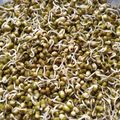 Harsha Gohil's cooksnap of when they made ફણગાવેલા મગ (Sprouted Moong Recipe In Gujarati).