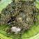 Cooksnap dari Neta untuk resep Ikan kembung sambal ijo