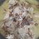 Cooksnap dari Ratna Tri untuk resep Opor Ayam Putih Simpel