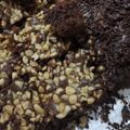 Cooksnap dari Dilianti Kartikasari untuk resep Brownies Kacang Panggang Lembut