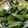Naluone Huang 的 清炒青江菜 cooksnap