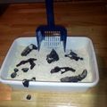 myhoney's cooksnap of when they made Kitty Litter Cake ~ halloween.
