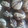 El cooksnap de san cuando hizo Alfajores de chocolate y dulce de leche.