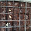 Cooksnap dari Nies Sucipto untuk resep Brownies Panggang/Brownies potong