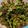 Becky's cooksnap of when they made Kickin' Garlic Kale Crisps.
