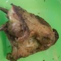 Cooksnap dari Wiwik Widiyati untuk resep Bebek goreng surabaya