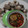 Cooksnap dari Fat Mama untuk resep Saus Celup Thai (dipping sauce)