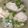 Cooksnap dari Amel Hardy untuk resep Baeksuk (Sup Ayam Gurih Korea)