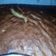 El cooksnap de marysol cuando hizo Bizcocho de yogurt.
