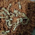 Cooksnap dari firman meidiantara untuk resep Nasgor kampung ala abang abang