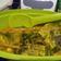 Cooksnap dari Dapur Mama Uwais untuk resep Gulai Ikan Mas