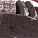 Cooksnap dari Rini Hartono untuk resep Brownies Kukus Ketan Item