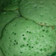 Cooksnap dari Cicik Ary untuk resep Serabi Pandan Kuah Santan