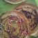 Cooksnap dari rafardhan untuk resep Martabak Manis
