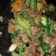 Cooksnap dari fitria untuk resep Sapi Lada Hitam Yummy