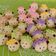 Cooksnap dari Dapur Deeva untuk resep German Sheep Cookies (cookies Embek imut) MAIZENA