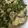 El cooksnap de silvichabe cuando hizo Ensalada de fideos con lentejas atún y tomates deshidratados.