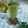 Cooksnap dari 👩‍🍳 Mama Akmal untuk resep Green Smoothies