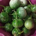 Cooksnap dari mamasherin untuk resep Oseng terong gelatik