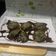 Cooksnap dari Huda Bawazier untuk resep Oreo Crispy