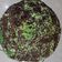 Cooksnap dari Reny Indry untuk resep Bolu santan pandan panggang, lembuuuuuuut,,