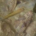Cooksnap dari istiqomah untuk resep Ayam kalasan ungkep (goreng, bakar, panggang)