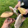 Bob's cooksnap of when they made Parasol schnitzel.