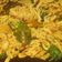 Cooksnap dari Debby untuk resep Ayam suwir kemangi