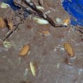 El cooksnap de Victor Martinez Pardo cuando hizo Grez• Turrón o barra de chocolate casero ✨.