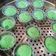 Cooksnap dari nyoman rini muliadi untuk resep Bolu Kukus Semangka a.k.a Bolu Kukus Mekar