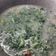Cooksnap dari Sumiyati Miya untuk resep Bobor Kenikir