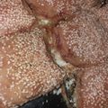 Cooksnap από ntina3112 στη συνταγή Σπανακοτυρόπιτα της Βαλαβάνη από τα χέρακια μου για πρώτη φορά