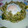 El cooksnap de Evita cuando hizo Faves sacsades (habas agitadas) vegetarianas, de València.