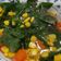 Cooksnap dari Anne untuk resep Sayur Bening Daun Katuk