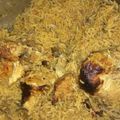 صورة من لمى ، شاركها بعد تجربة وصفة شيش طاووق ورز بنكهة المشاوي 🍢🍡🍢🍡🍢🍡
