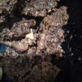 Cooksnap dari Intan F. Anggraini untuk resep Cookies oatmeal Teflon cemilan diet aku