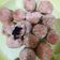 Cooksnap dari Elke untuk resep Bola pisang crispy lumer coklat