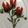 El cooksnap de Athina cuando hizo Trampantojo de Tulipanes de Holanda para ti 🌷.