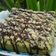 Cooksnap dari Geby untuk resep Bolu Pandan Kukus