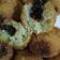 Cooksnap dari Fira Afief untuk resep Bola Pisang Coklat