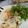 anamelo's cooksnap of when they made Country Smothered Chicken Fried Steak.