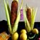 Nilu Mehta का कुकस्नैप जब उन्होंने भुना हुआ भुट्टा (Bhuna hua bhutta recipe in Hindi) बनाया था।