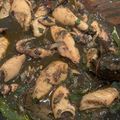 Cooksnap dari Diann Pradipta untuk resep Cumi Hitam Masak Manado