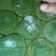 Cooksnap dari Diah untuk resep Bingka Pandan atau Bibingkaan Pandan (kue khas Kal Sel)
