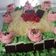 Cooksnap dari Fania Fatma untuk resep Black Forest Panggang