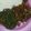 Rehema Aoko's cooksnap of when they made Ugali, sukuma wiki & wet-fried omena.