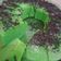 Cooksnap dari Imelda Lusia untuk resep Bolu kukus pandan